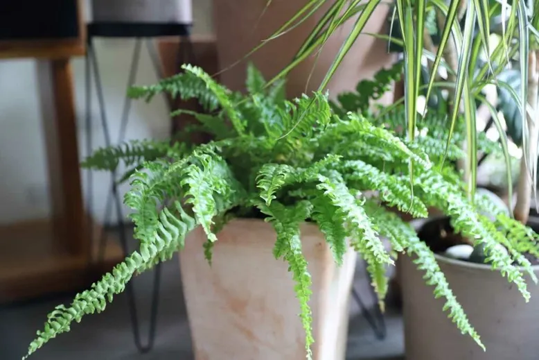 Boston Fern plant in bathroom