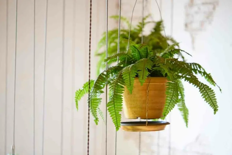 Growing Boston Ferns