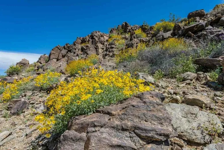 Brittlebush yellow