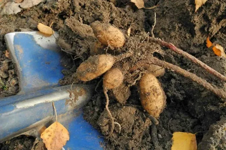 Peut-On Laisser Les Dahlias En Terre Pendant L’hiver ?