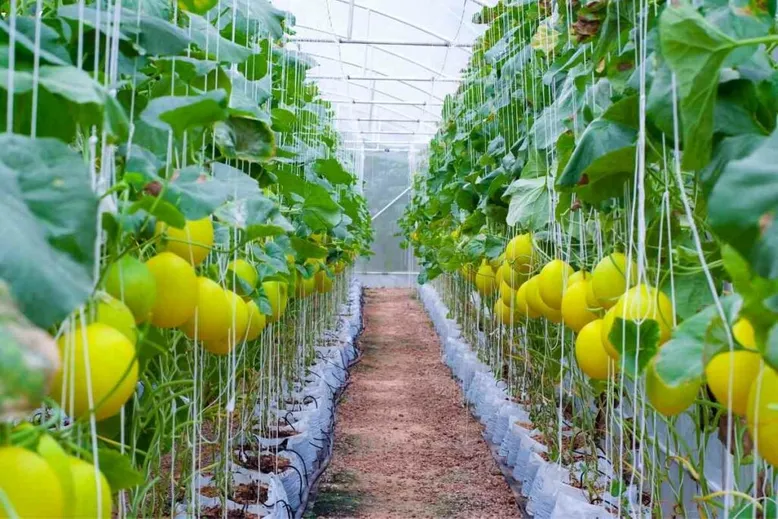 Canary melon yellow fruit