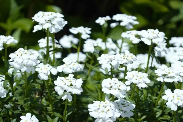 White Perennial Candytuft