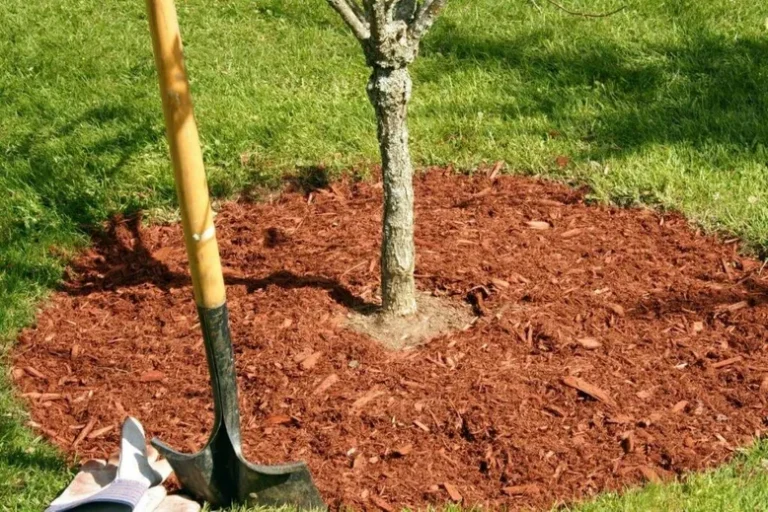 Peut-On Faire Pousser Les Arbres Plus Vite ?