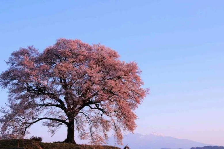 Cherry tree blossom