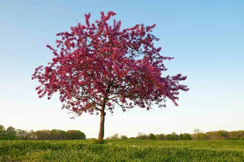 Crab apple tree blossom