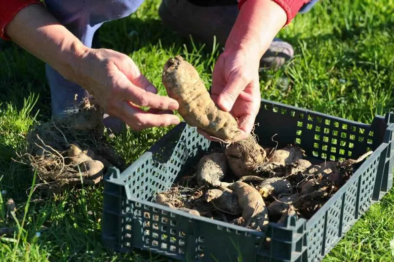 Dahlia tubers and cold temperatures