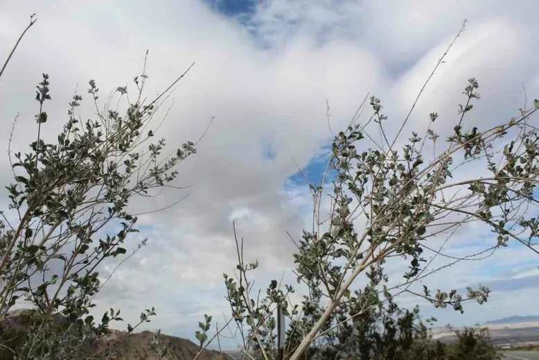 Desert lavender bush