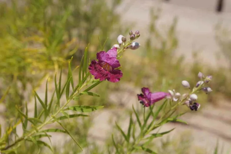 Desert willow purple