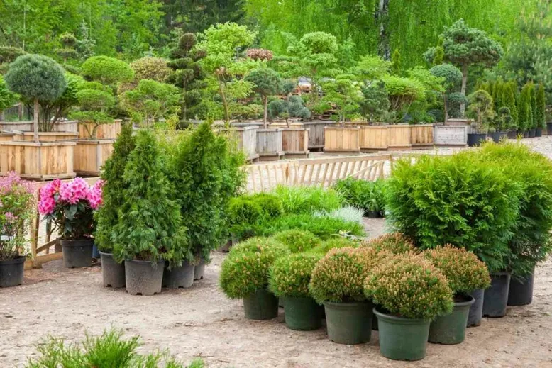 Dwarf Arborvitae in a pots