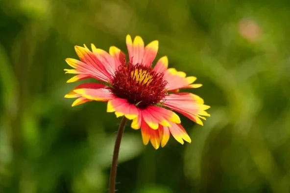 Growers guide for Dwarf Sunflowers