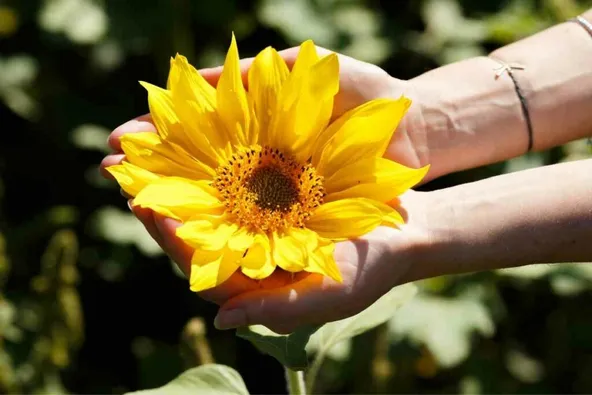 Dwarf sunflowers