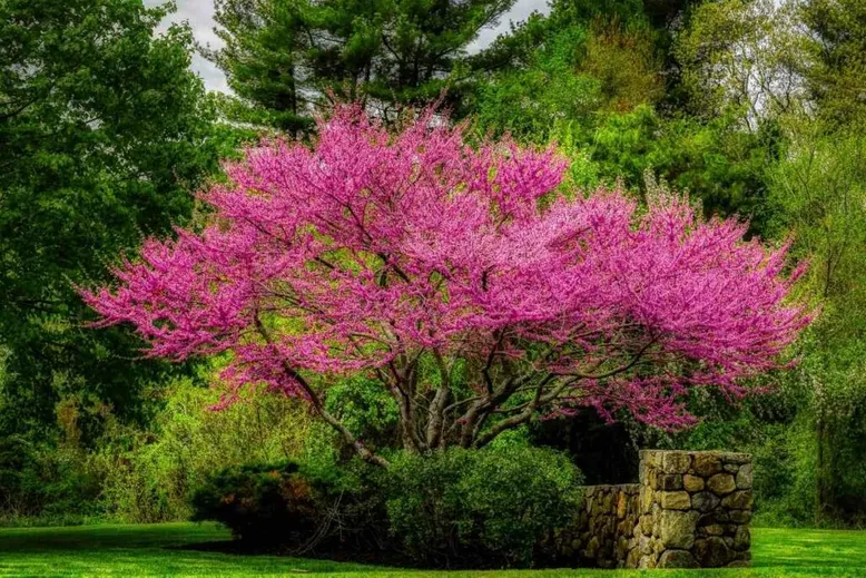 Eastern redbud tree