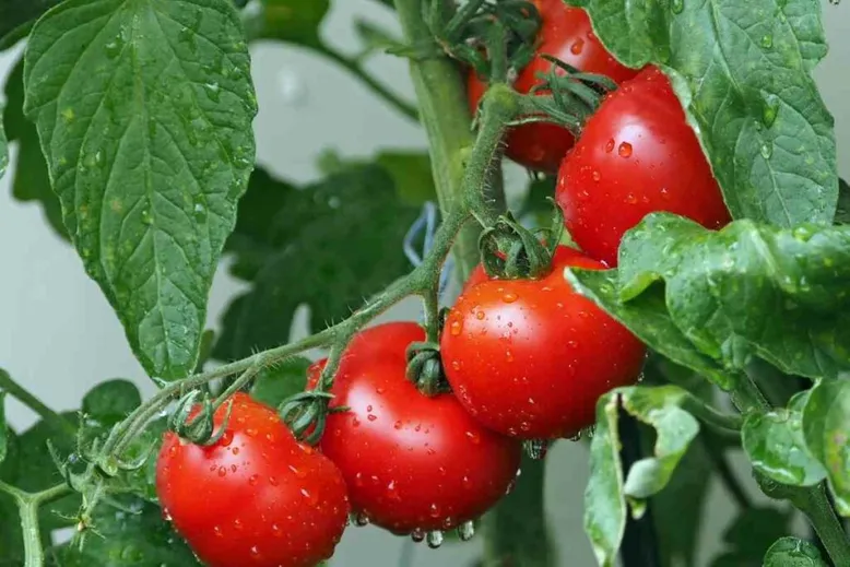 Eating tomato leaves explained