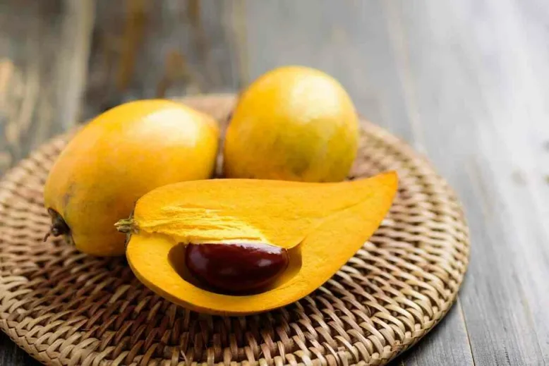 Eggfruit yellow fruit