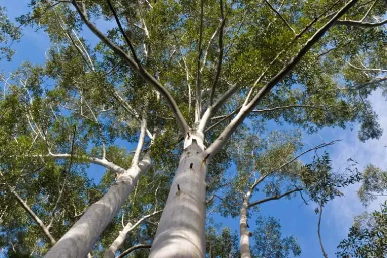 7 Arbres À Écorce Lisse