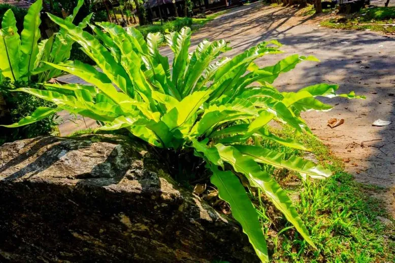 Foliar nematodes Bird's nest fern