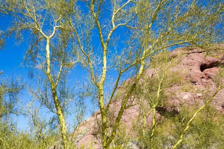 Foothills Palo Verde green bark tree