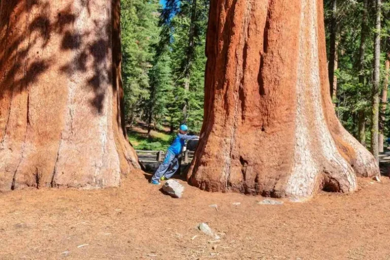 Combien Pèse Un Arbre ?