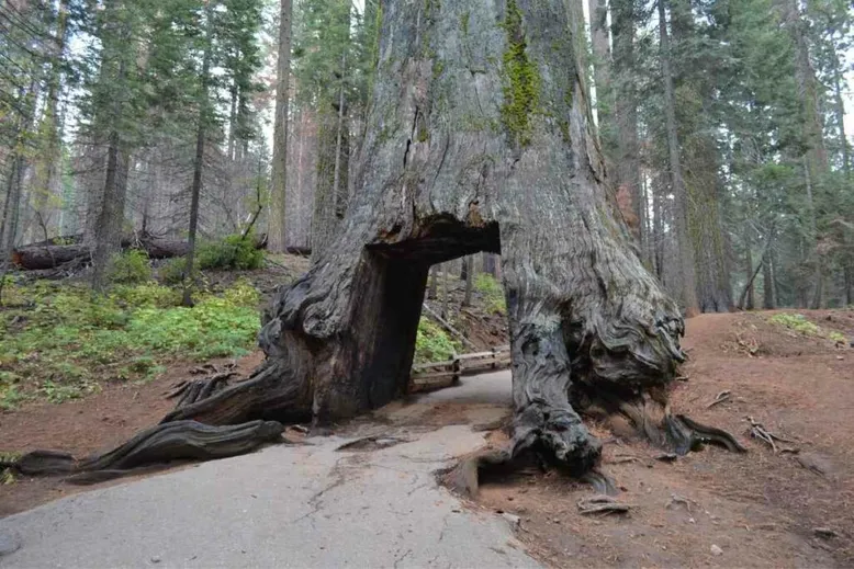 Giant Sequoia weigh