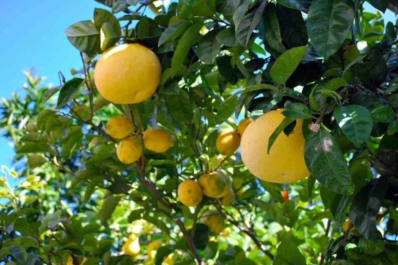 Grapefruit yellow fruit