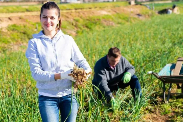 Comment Et Quand Récolter L’ail