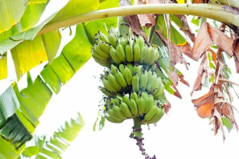 Je Suis Confus… La Banane Est Une Herbe Ou Un Fruit ?