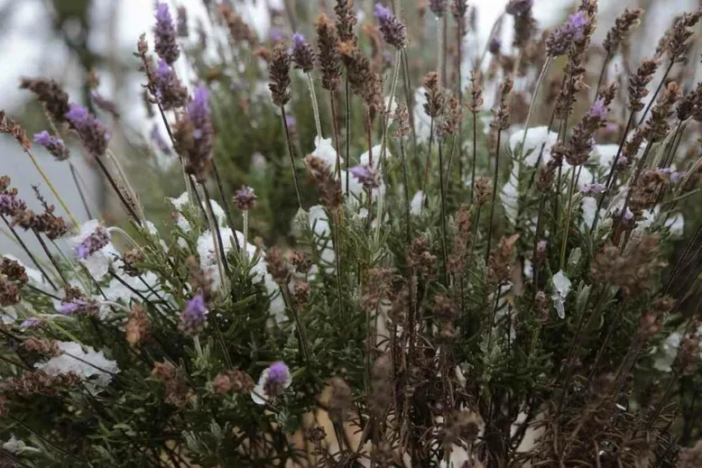 Growing lavender winter advice