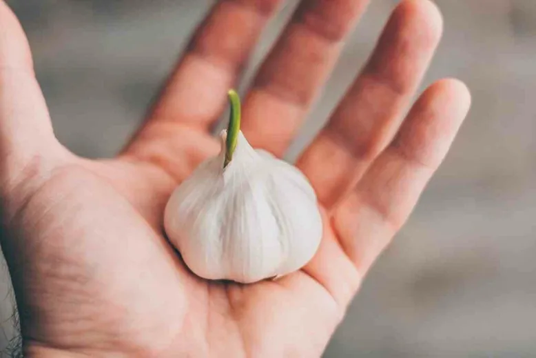 Growing organic garlic tips