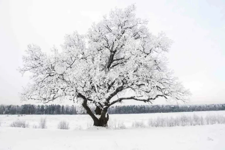 Les Arbres Poussent-Ils En Hiver ?