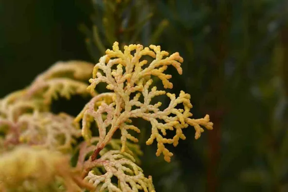 Hinoki Cypress turns yellow