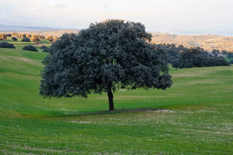 Holm Oak tree don't lose leaves