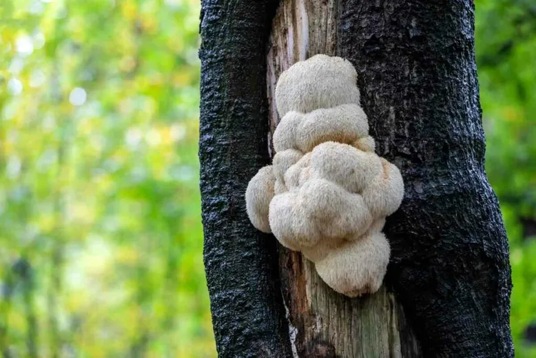 Lions mane mushroom price