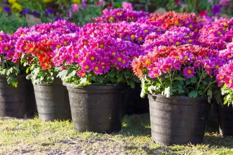 Guide Complet Pour La Culture Des Zinnias En Pots