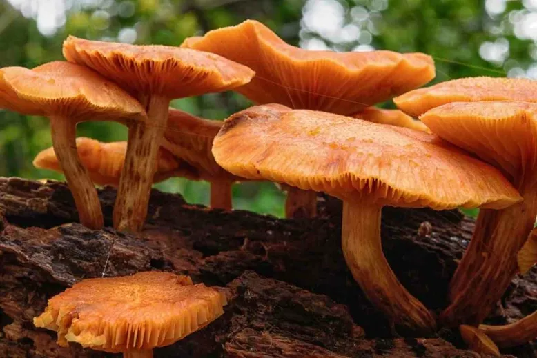 How orange mushrooms spread