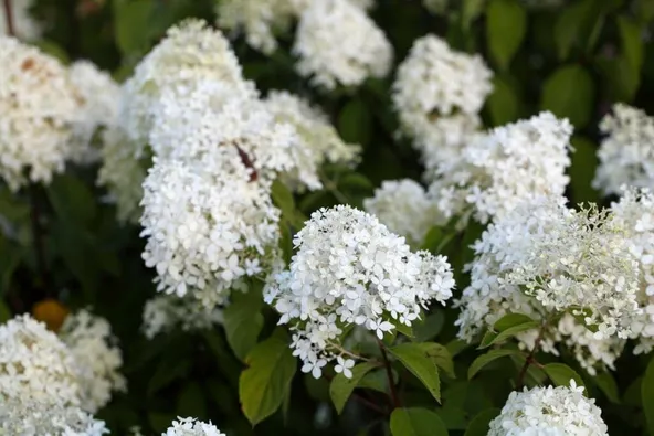 Plantes Vivaces Blanches Qui Fleurissent Tout L’été