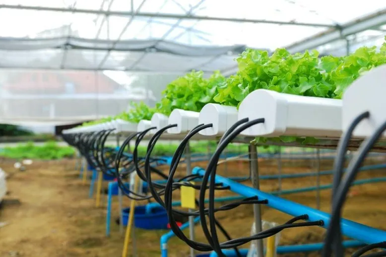 Hydroponics for beginners