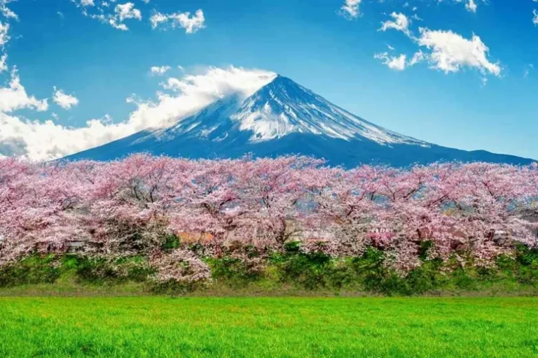 11 Arbres Qui Ressemblent Aux Cerisiers Japonais En Fleurs