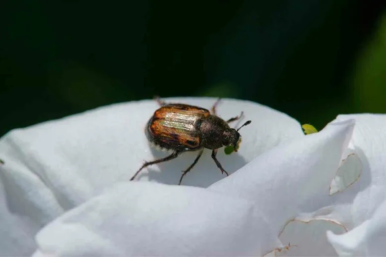 Are Japanese beetles harmful