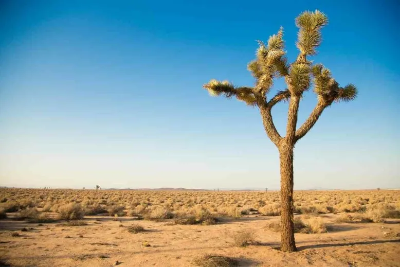 Joshua tree in desert