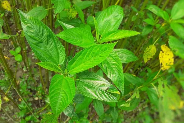 Guide Du Cultivateur De Feuilles De Jute