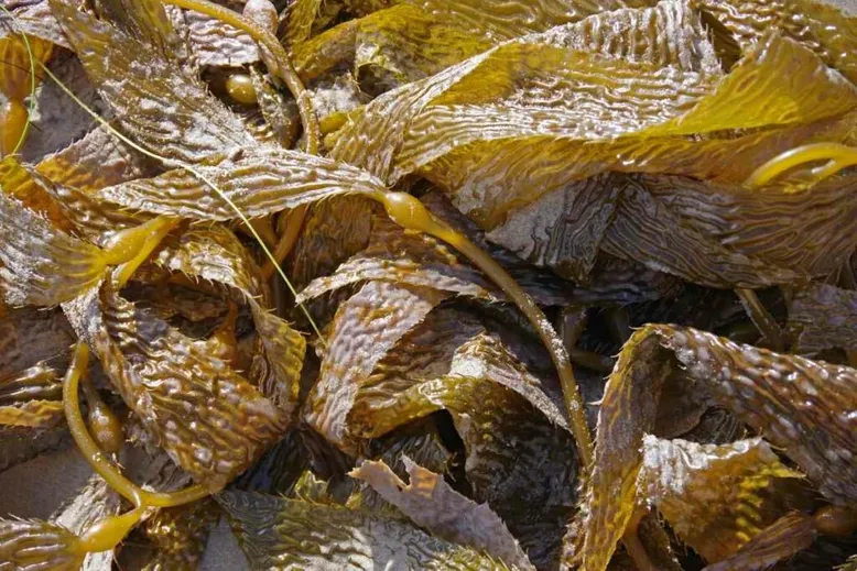 Kelp useful as a fertilizer