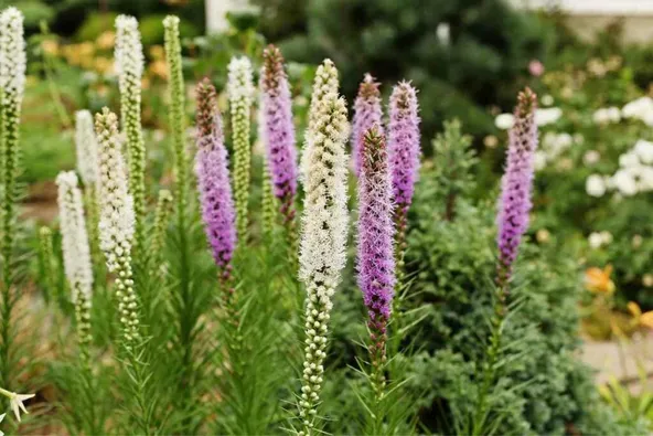 White Perennial Liatris 