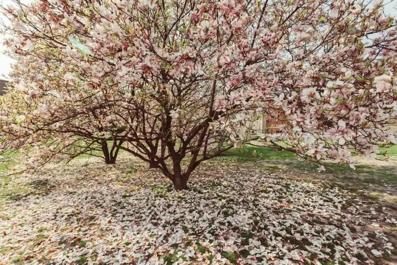 Magnolia tree flowering