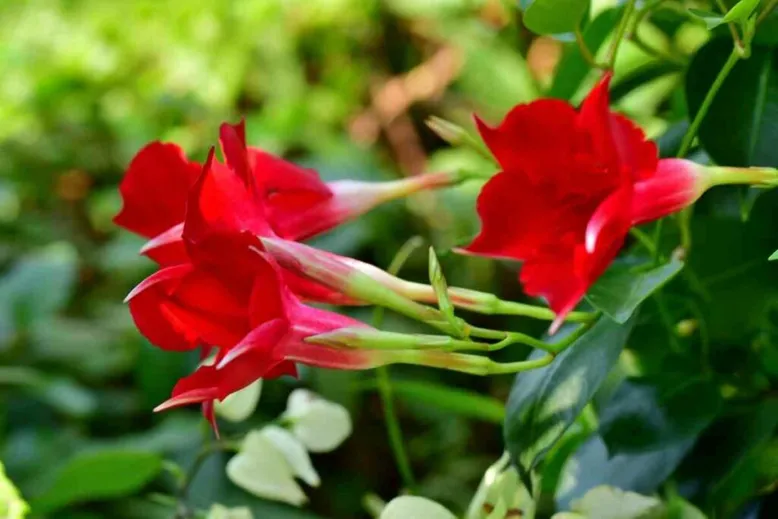 Mandevilla blooming period