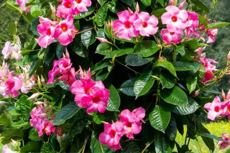 Pourquoi J’aime Le Mandevilla Dans Mon Jardin