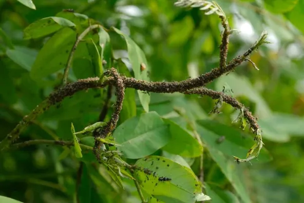 Mechanical Control of aphids