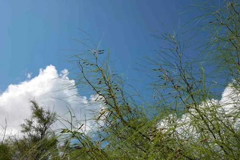 Mexican Palo Verde fast growing