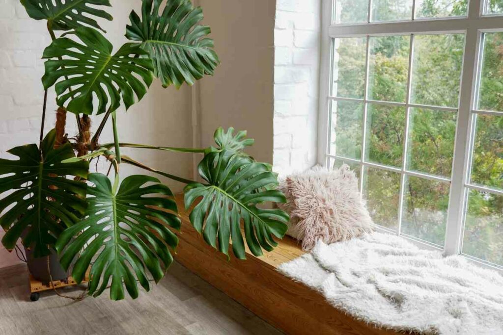 Monstera houseplant with big leaves