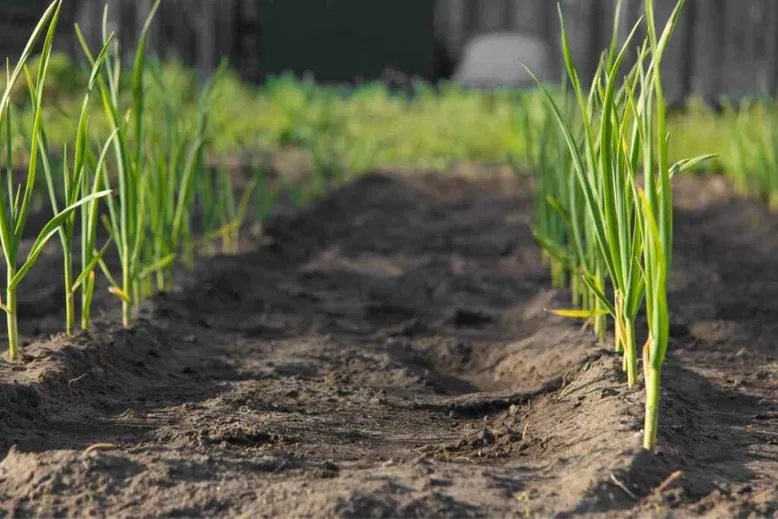 Lifecycle of onions garden