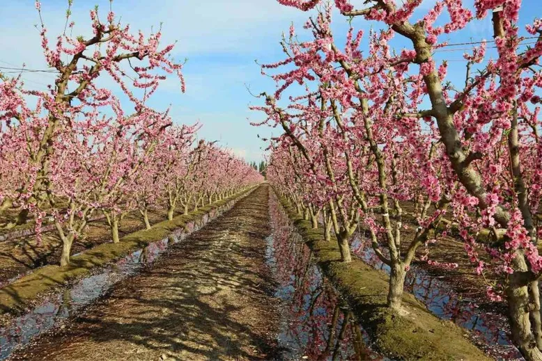 Ornamental peach tree flowering like Japanese cherry blossom